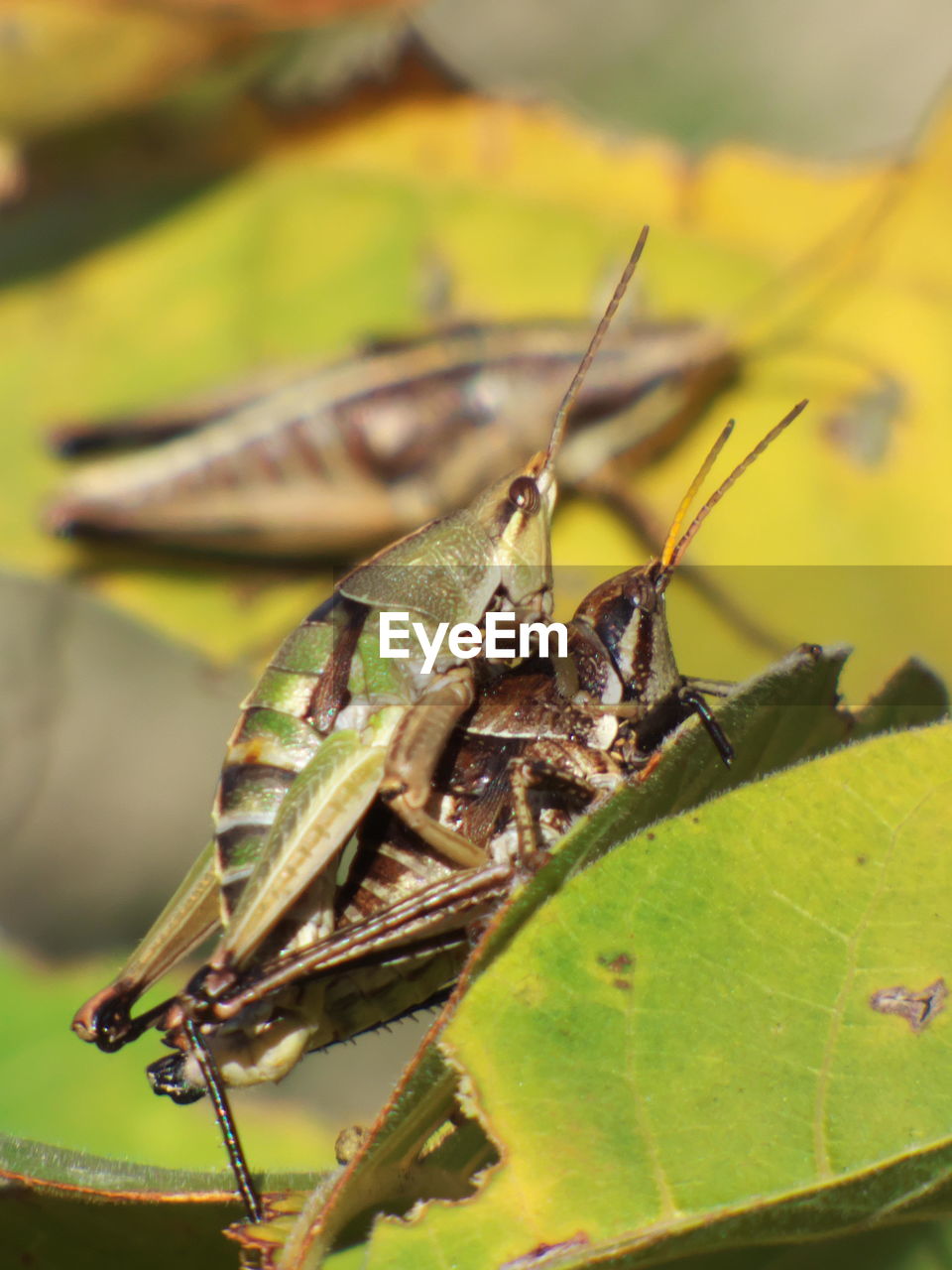 animal themes, animal, animal wildlife, wildlife, insect, one animal, macro photography, close-up, nature, leaf, grasshopper, plant part, green, no people, animal body part, yellow, focus on foreground, outdoors, plant, day, macro, full length, animal wing