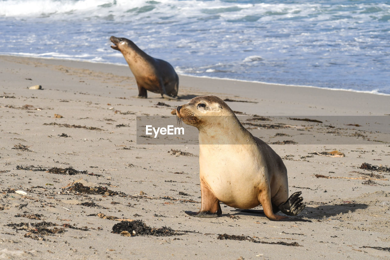 SEA LION ON BEACH