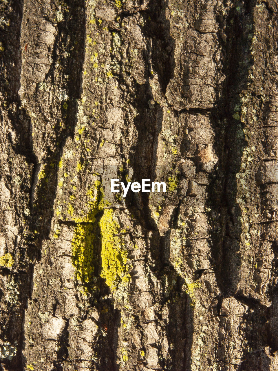 FULL FRAME SHOT OF TREE TRUNK WITH MOSS