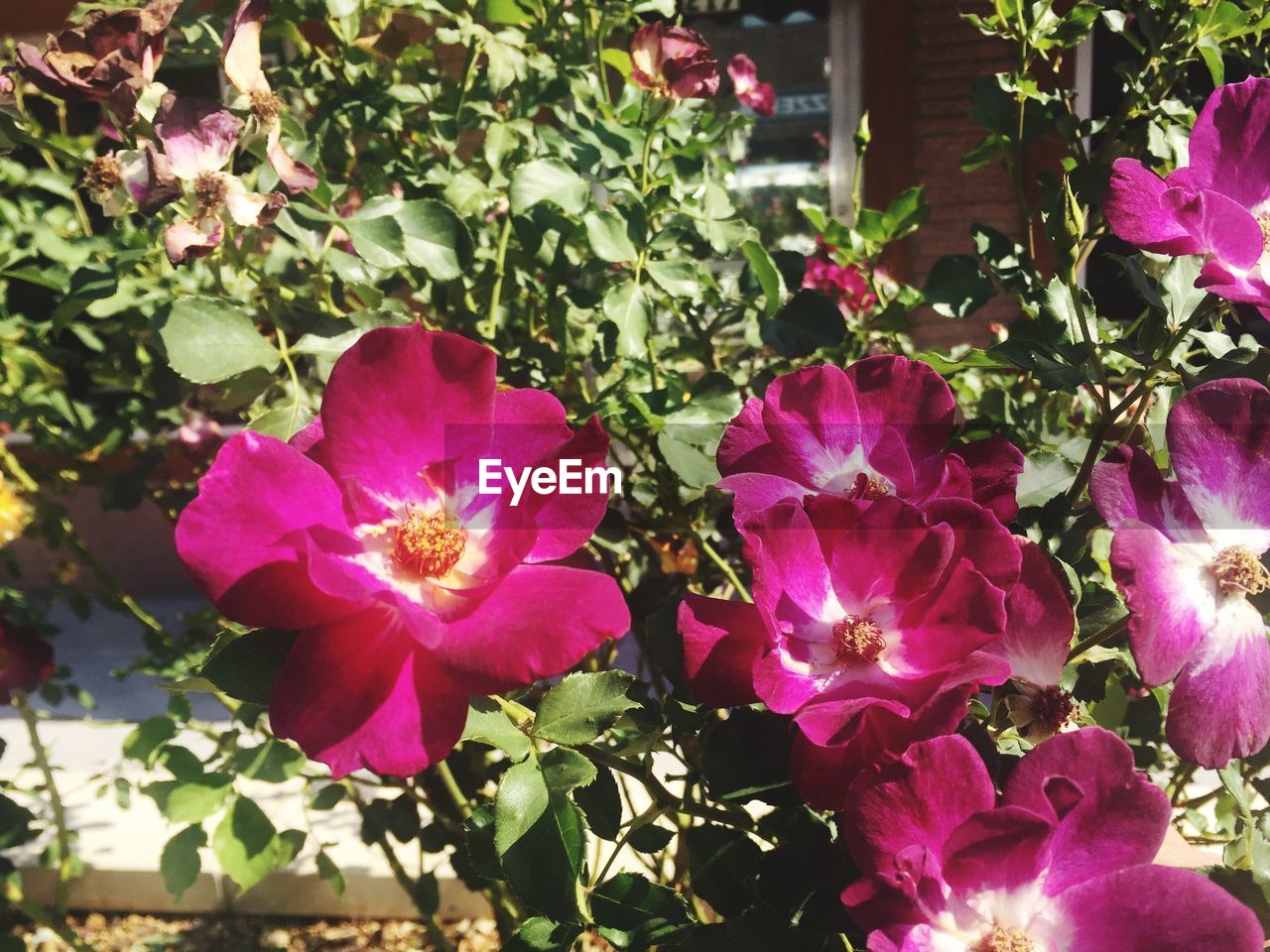 CLOSE-UP OF PINK FLOWERS