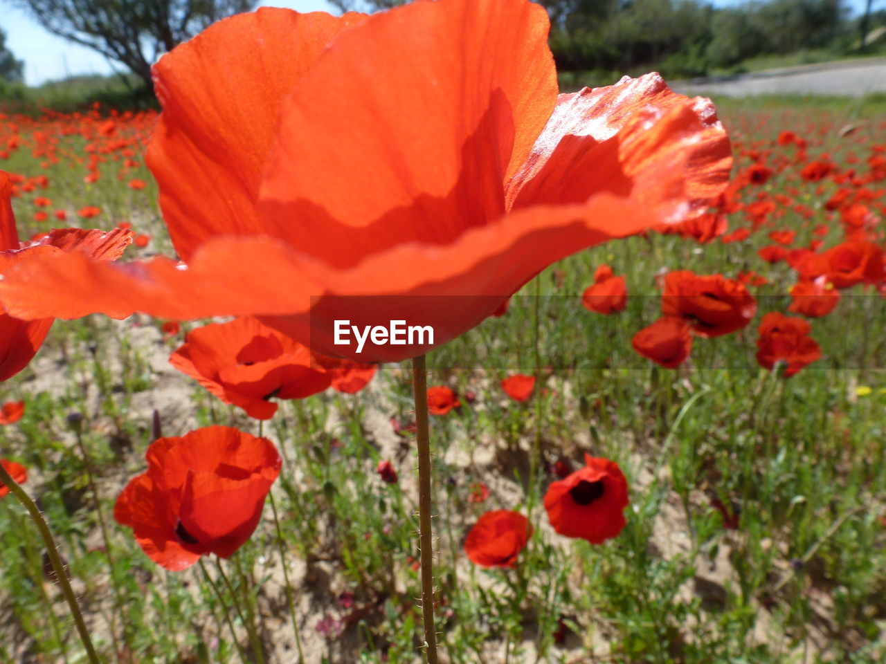 CLOSE-UP OF RED ROSE BLOOMING IN FIELD