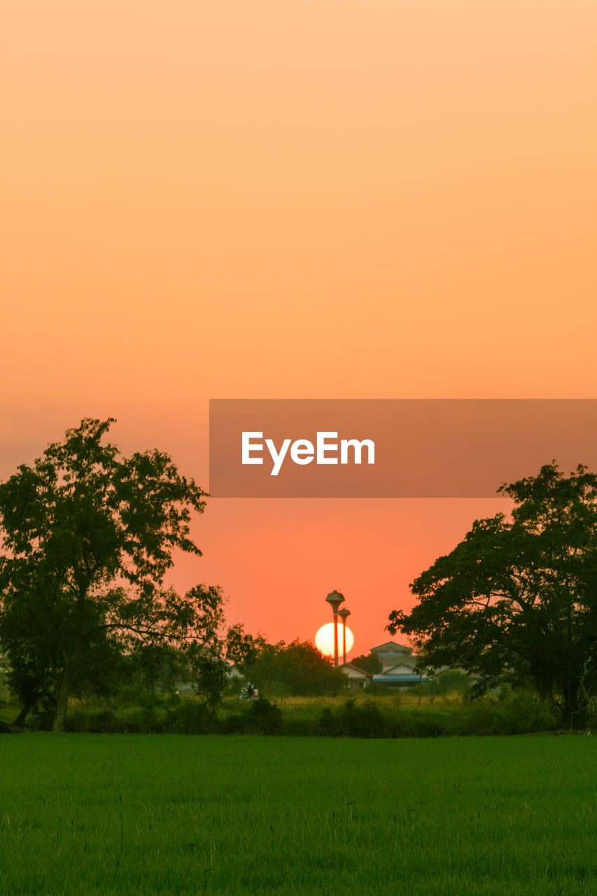 Trees on field against orange sky
