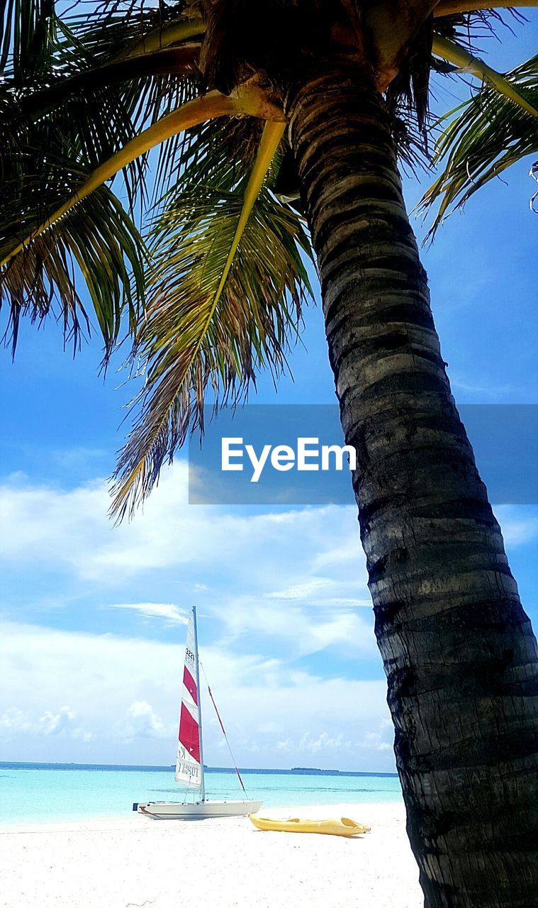 VIEW OF PALM TREES ON BEACH