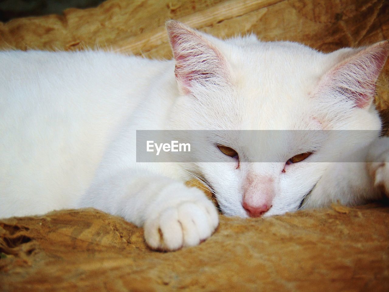 Close-up of white cat lying on bed