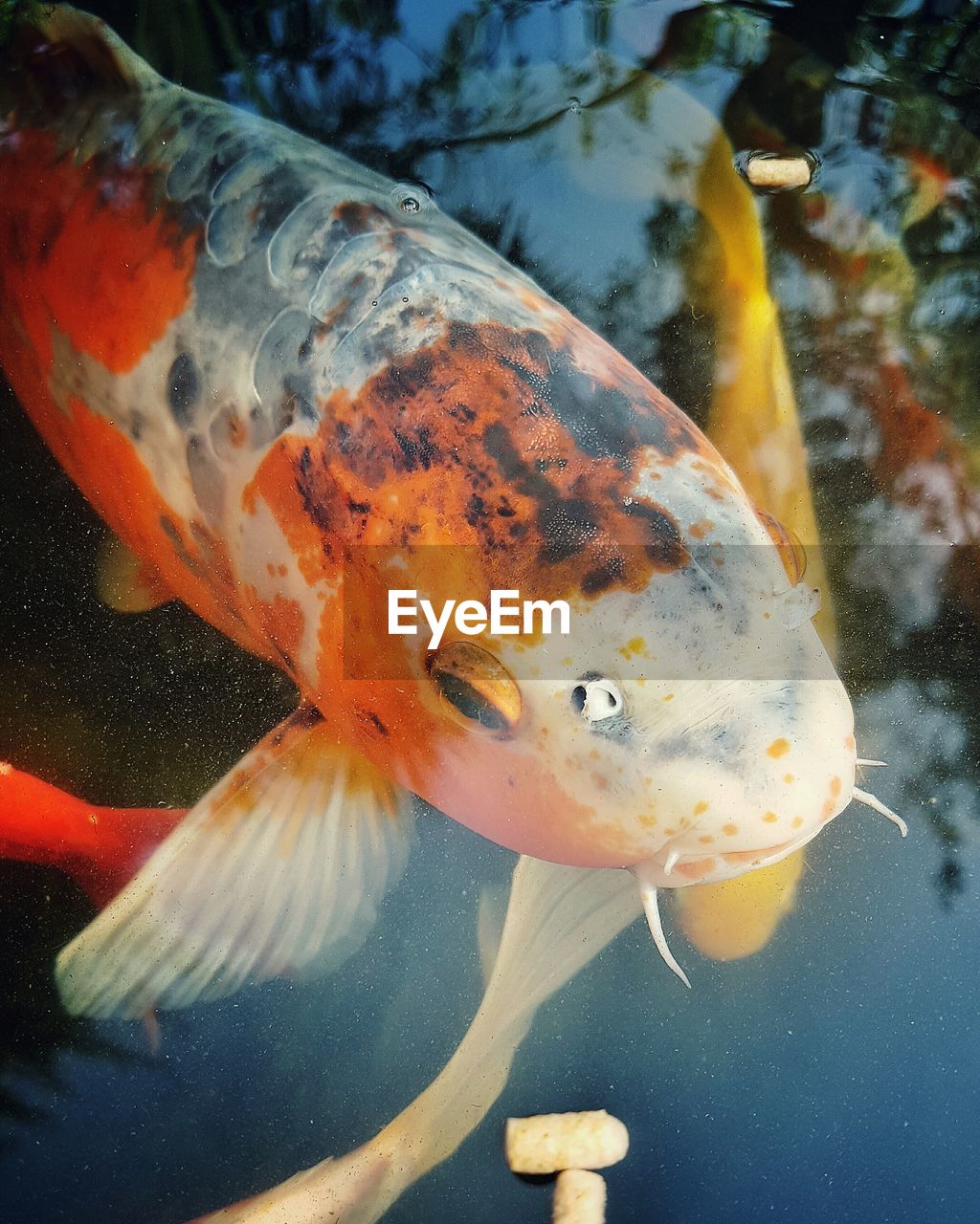 High angle view of koi carp swimming in pond