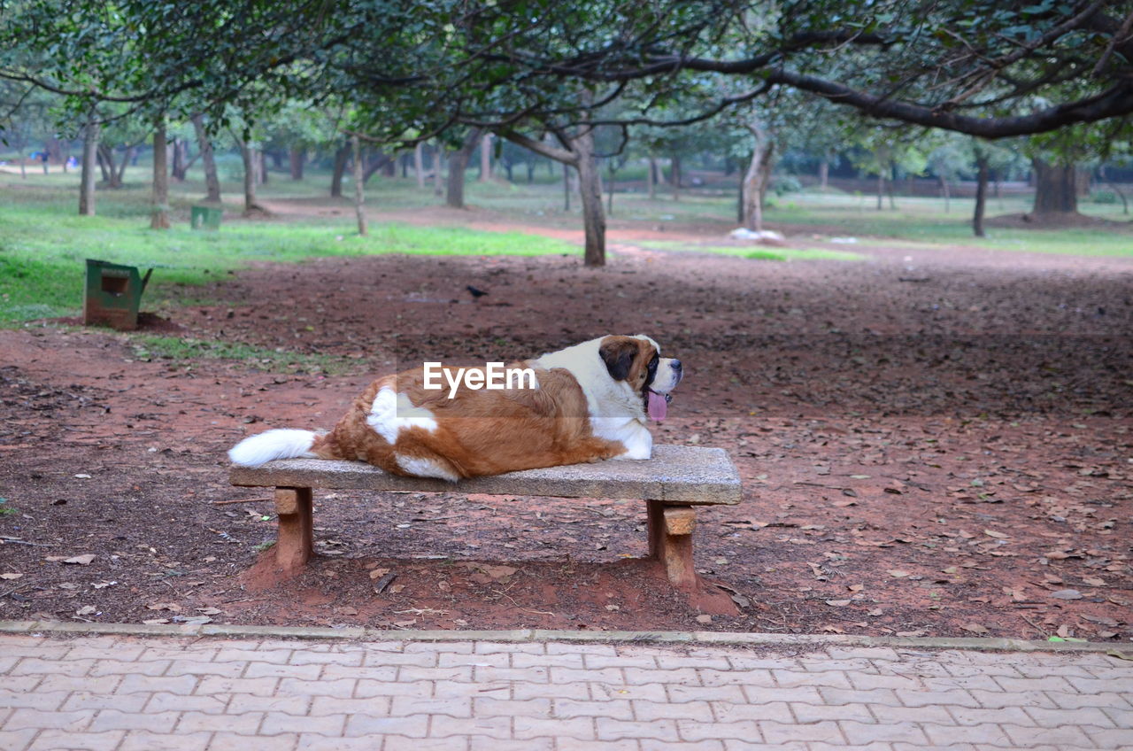 Side view of a dog on bench at landscape