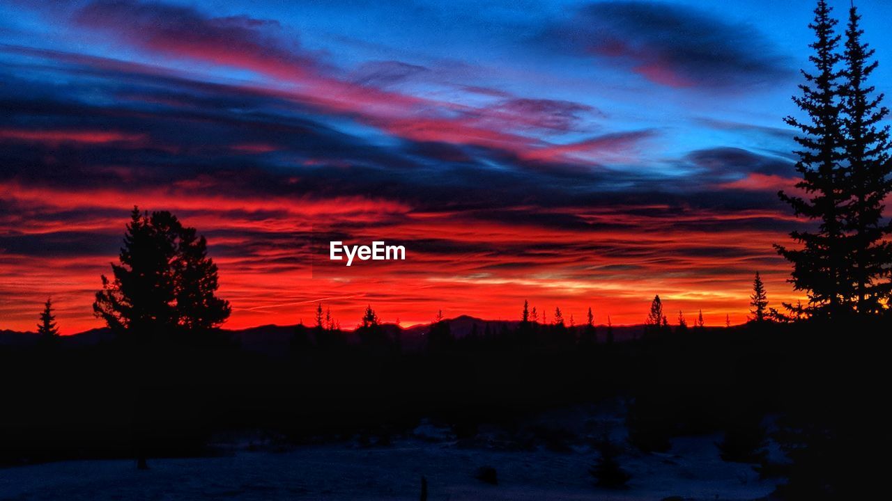 SILHOUETTE OF TREES AT SUNSET