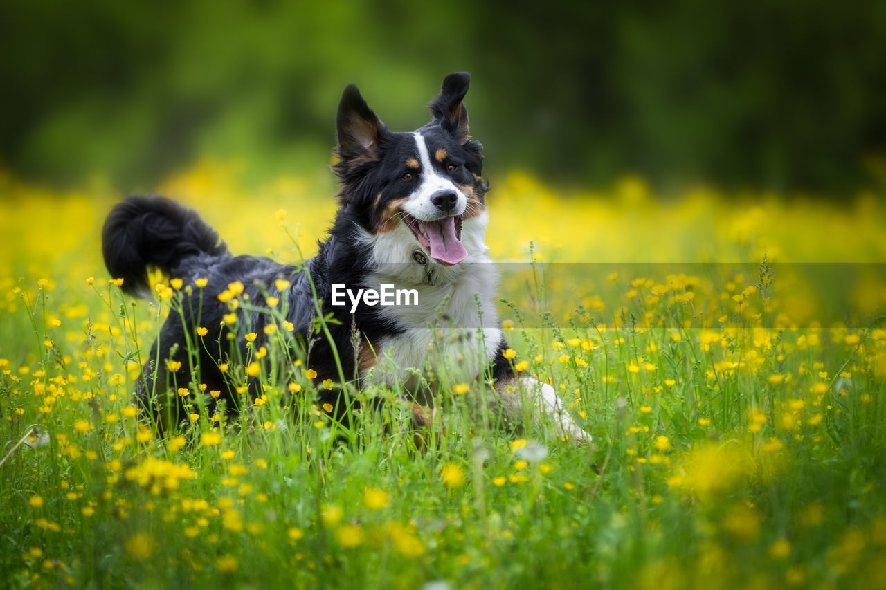 Dog sticking out tongue while sitting on grassy field