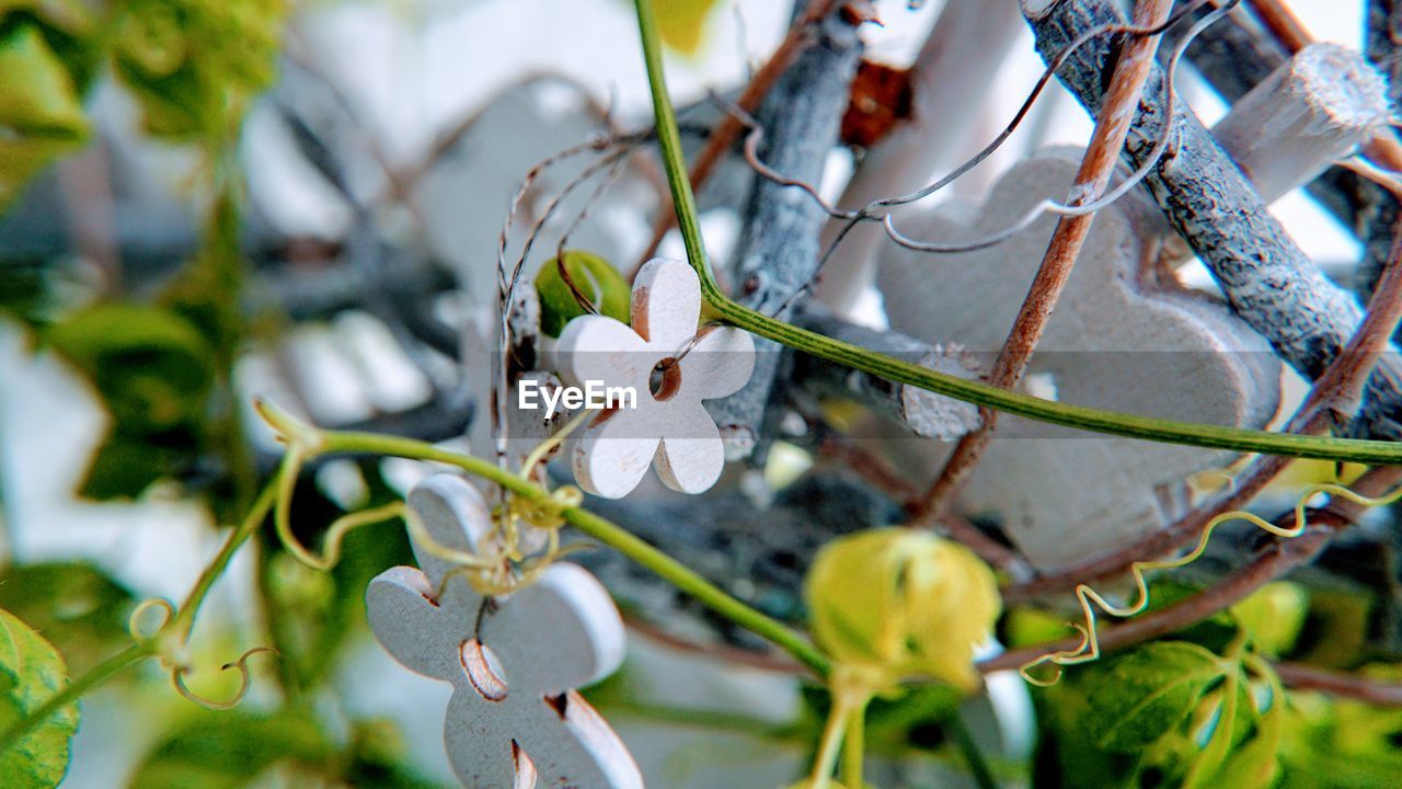 CLOSE-UP OF WHITE FLOWERING PLANT AGAINST BLURRED BACKGROUND