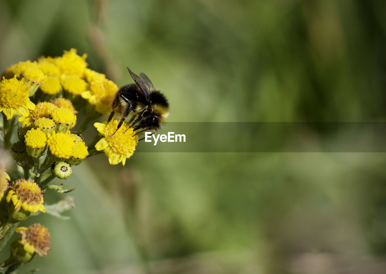 CLOSE-UP OF BEE POLLINATING YELLOW FLOWER