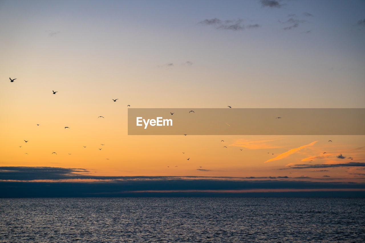 BIRDS FLYING OVER SEA AGAINST SKY AT SUNSET