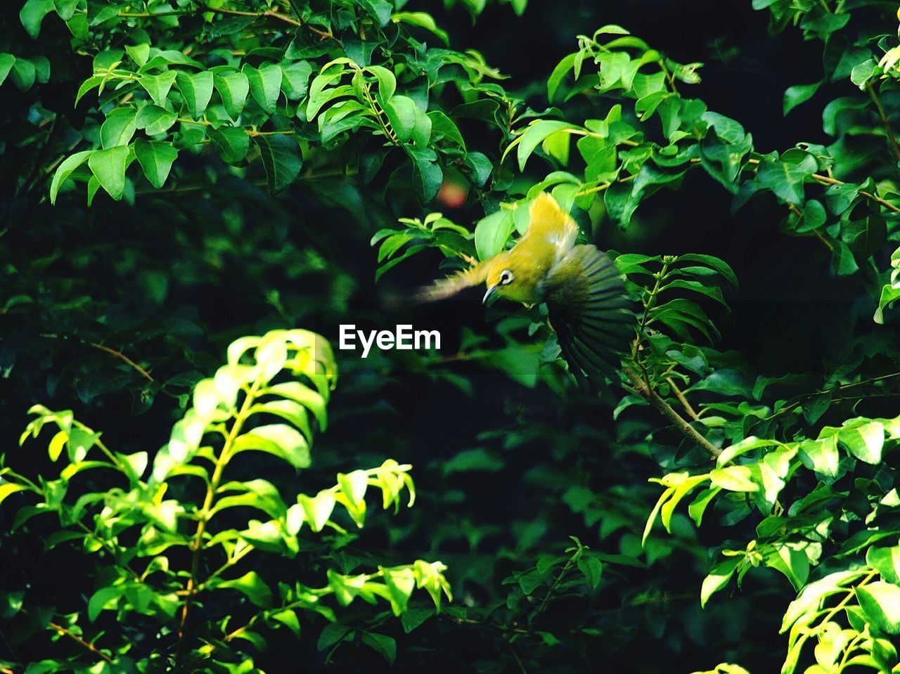 Close-up of bird perching on yellow plant