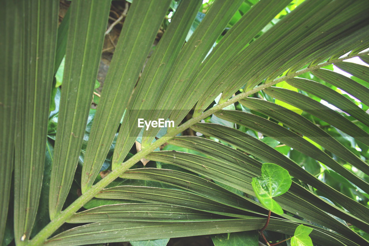 FULL FRAME SHOT OF PALM LEAVES