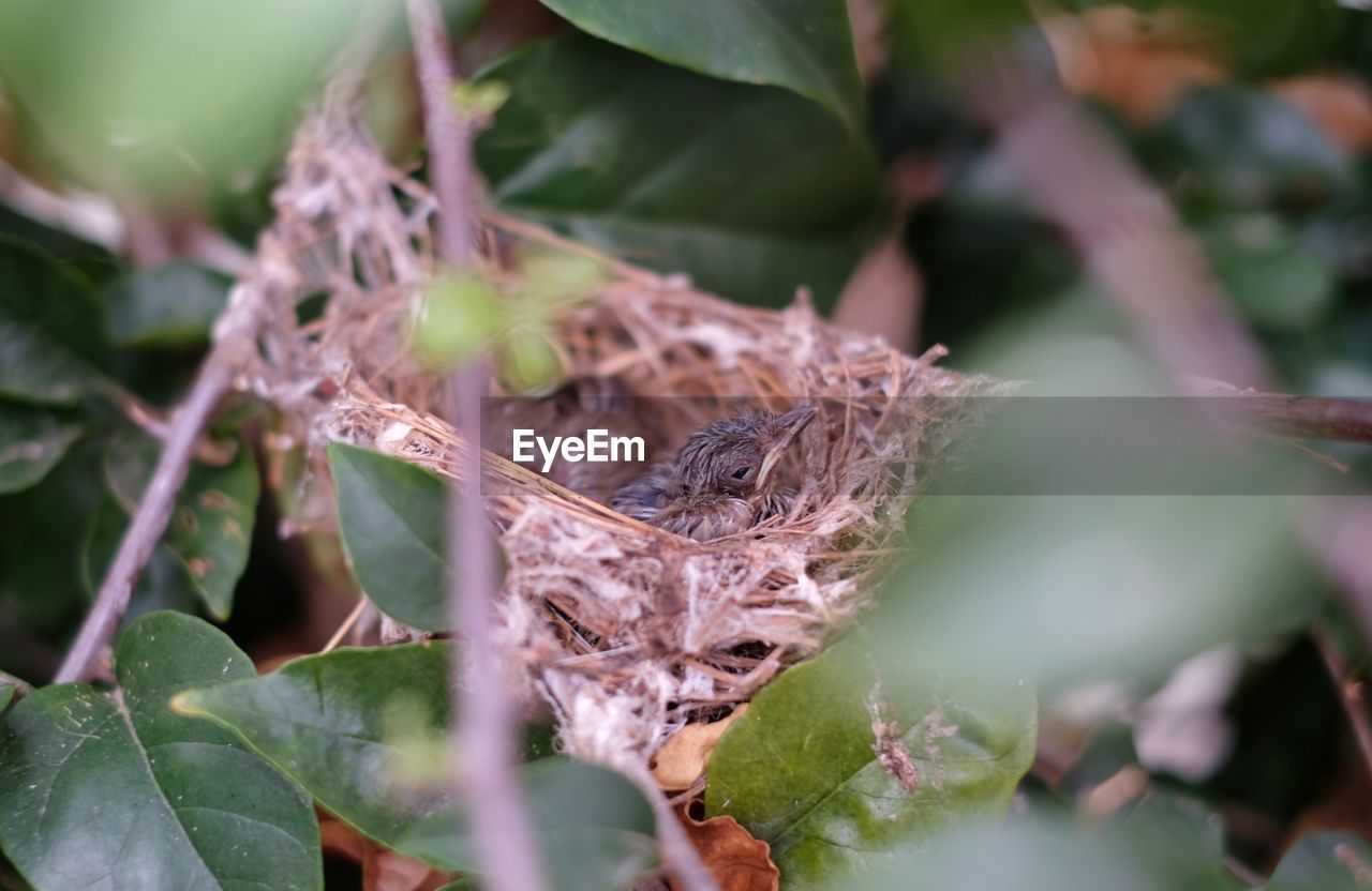 Close up of new born baby bird in the nest on the tree.
