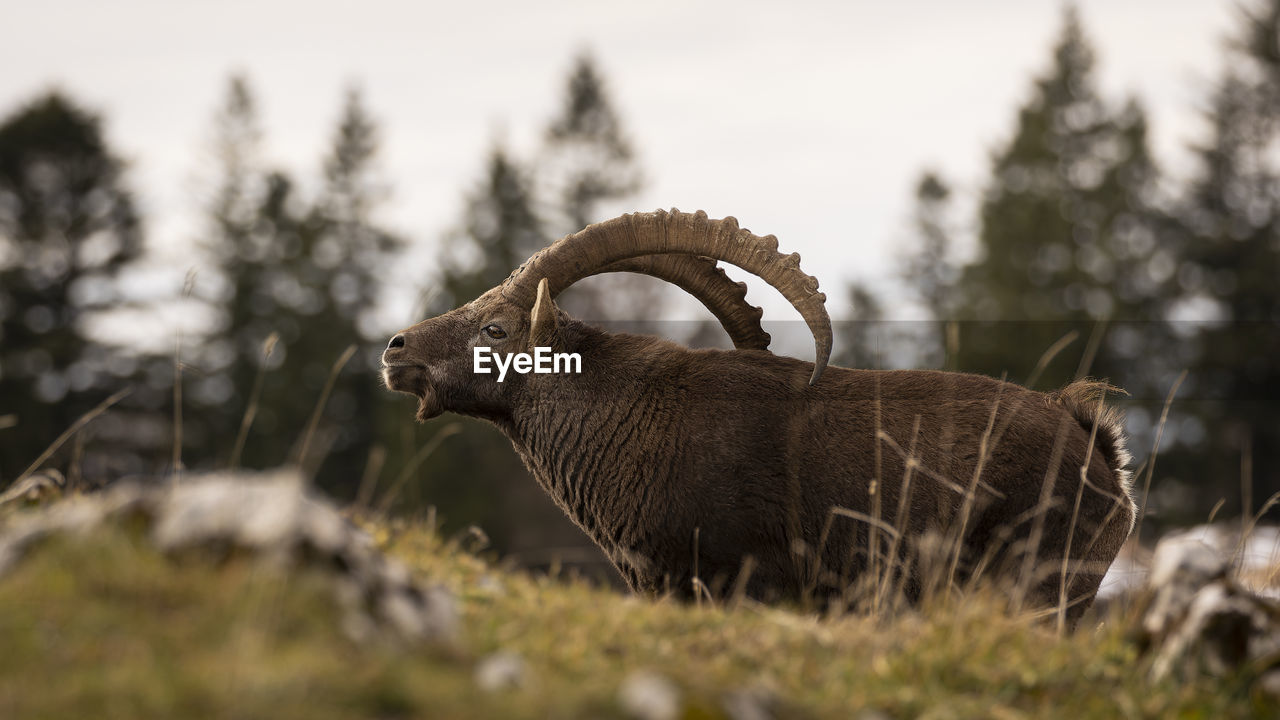 Close-up of ibex on field