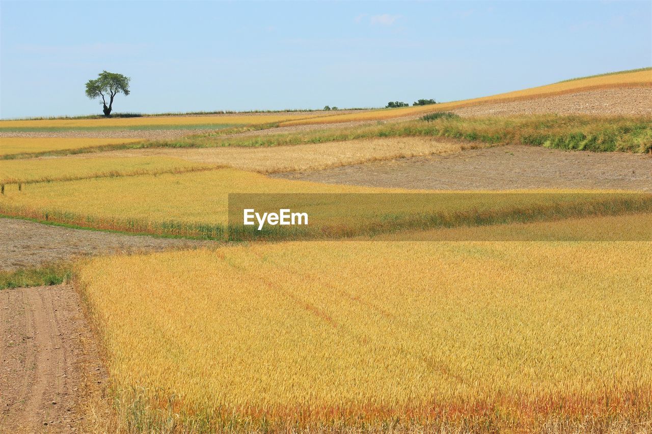 Scenic view of field against clear sky