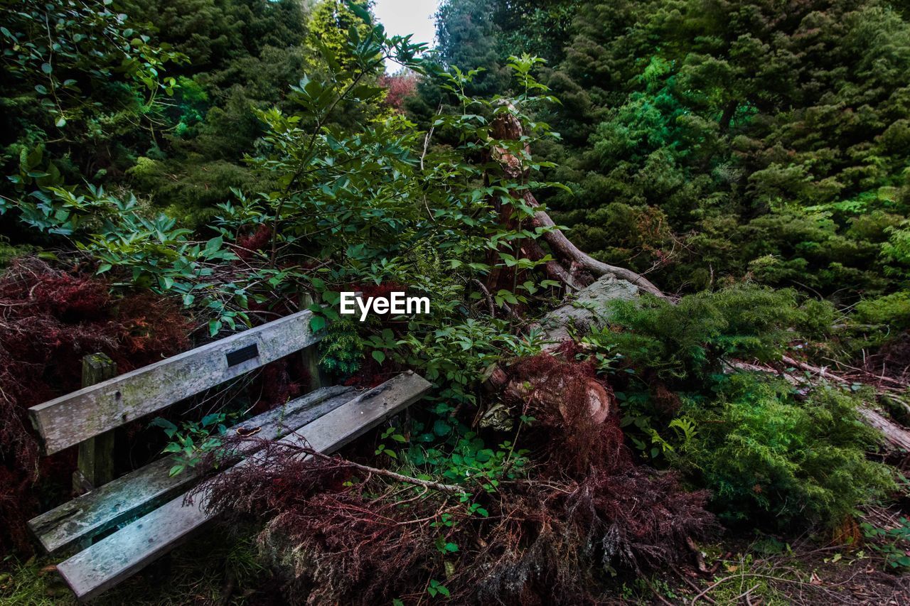 PLANTS AGAINST TREES