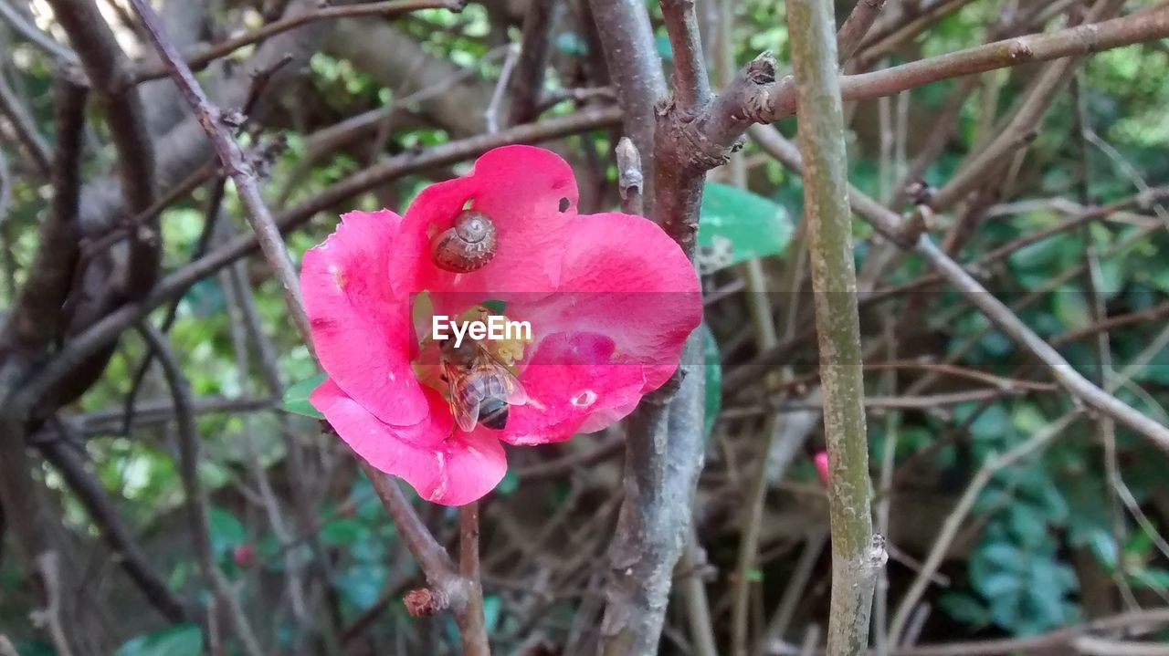 CLOSE-UP OF PINK FLOWER IN A TREE