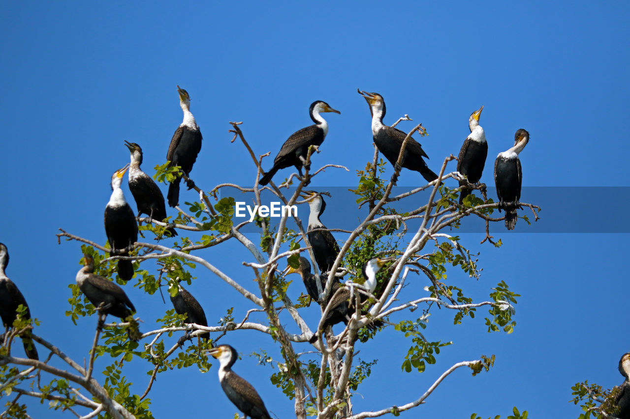 Low angle view of birds perching on tree against sky