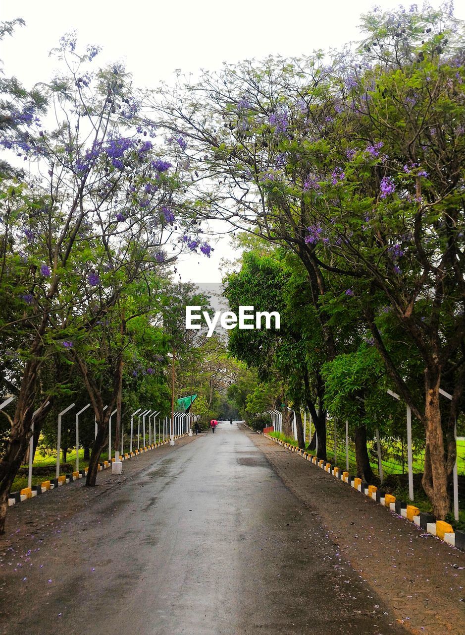 TREES ALONG ROAD