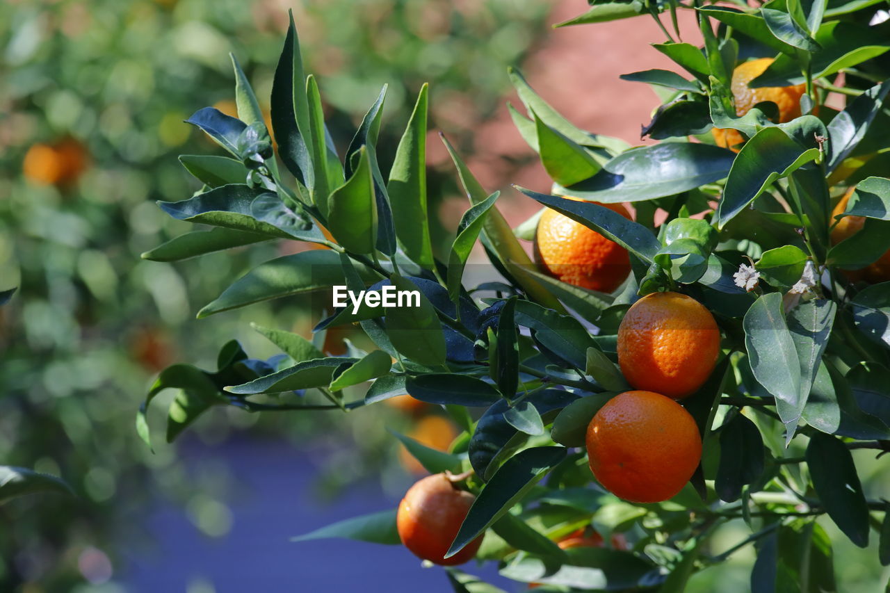 Close-up of mandarin on tree