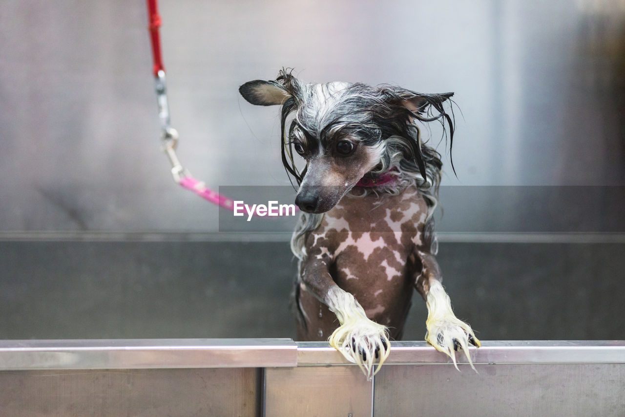 Adorable attentive purebred dog with wet fur and spotted skin standing in metal bath during hygiene procedure in salon and looking down