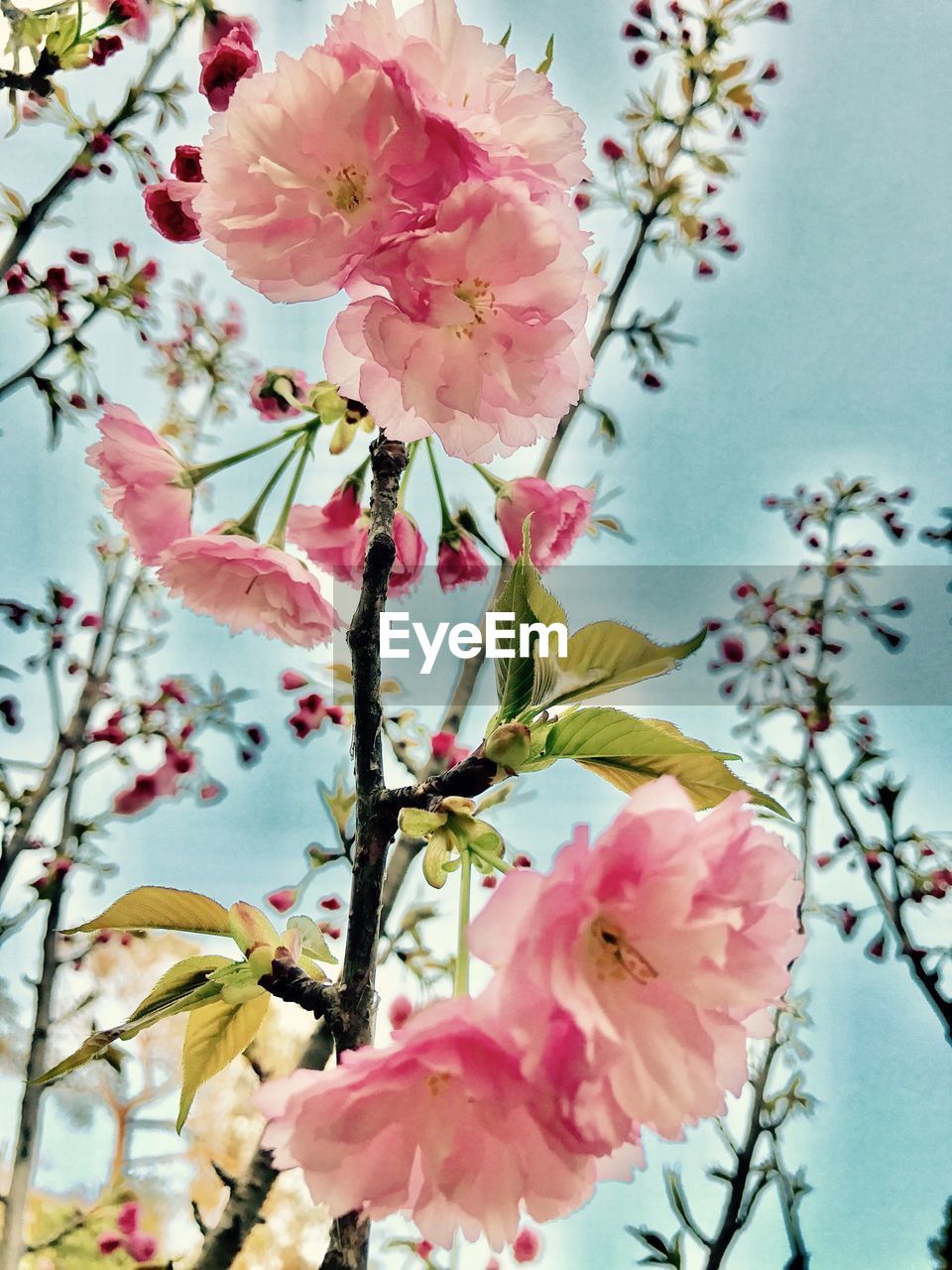 CLOSE-UP OF PINK FLOWERS ON TREE