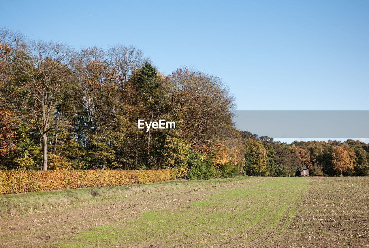 TREES ON FIELD AGAINST SKY DURING AUTUMN