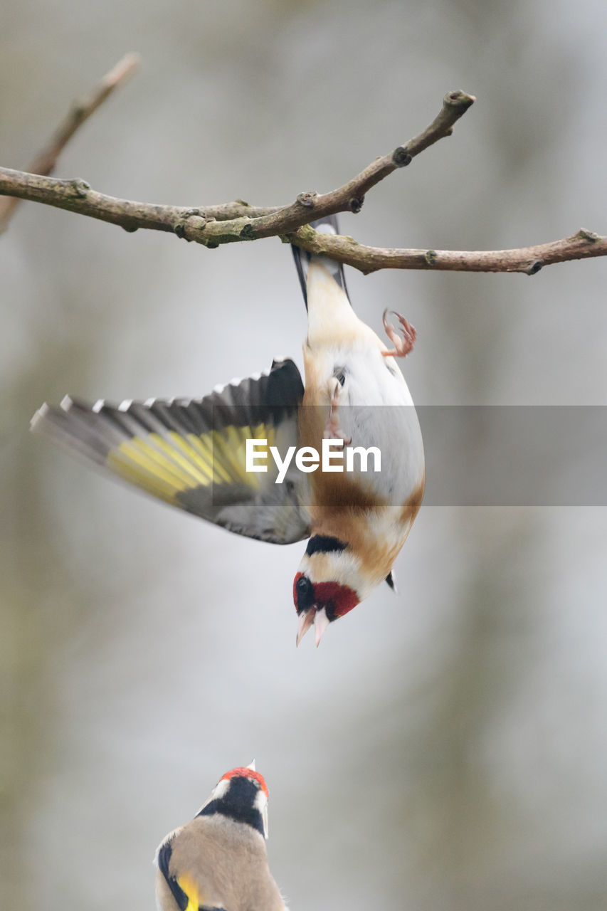 CLOSE-UP OF BIRDS FLYING