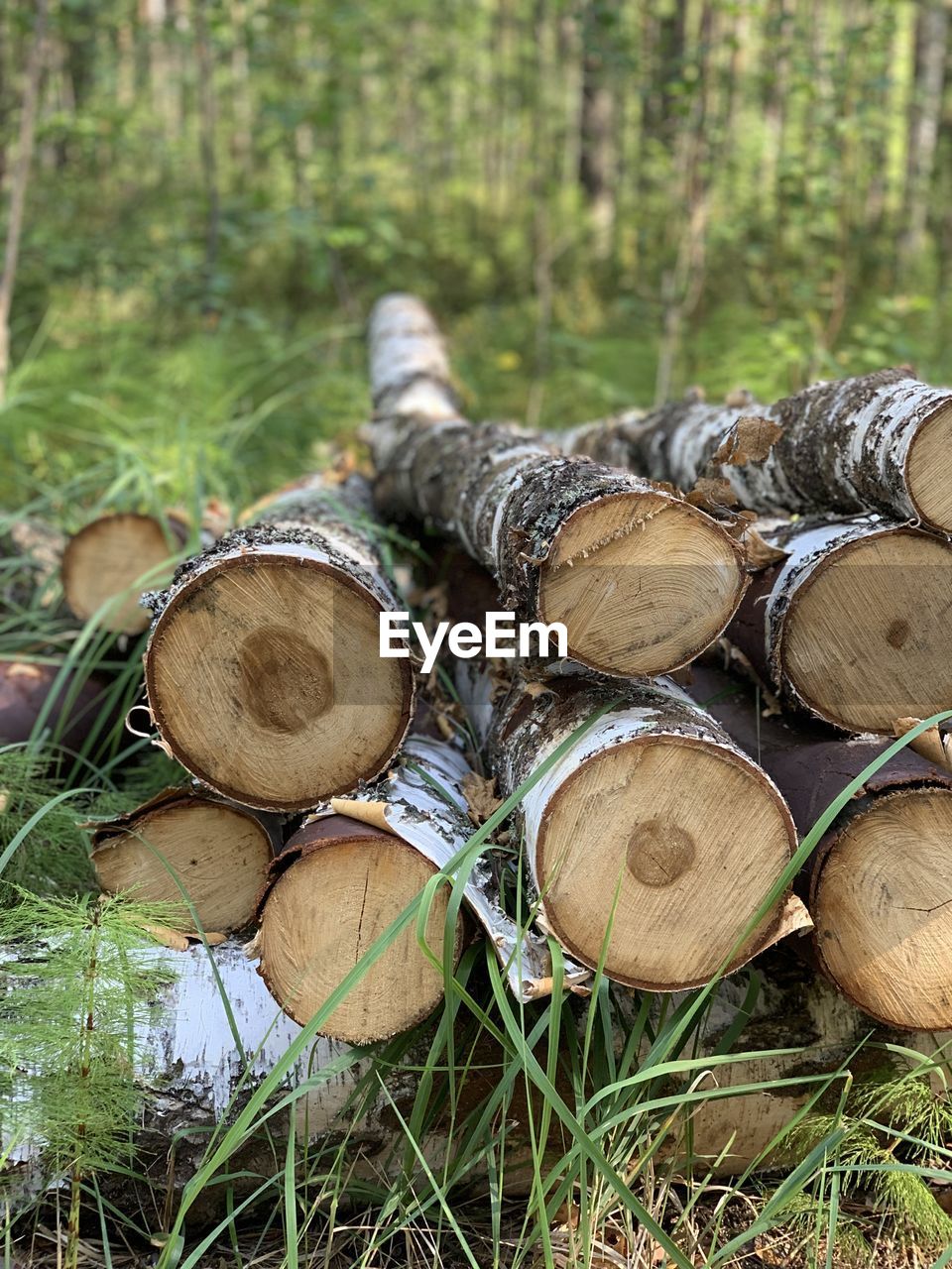 CLOSE-UP OF STACK OF LOGS IN FOREST