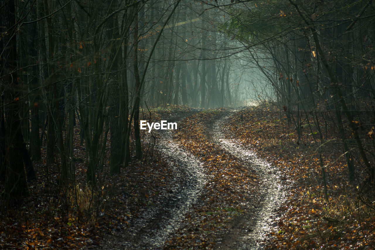 A winding road with leaves through a dark forest