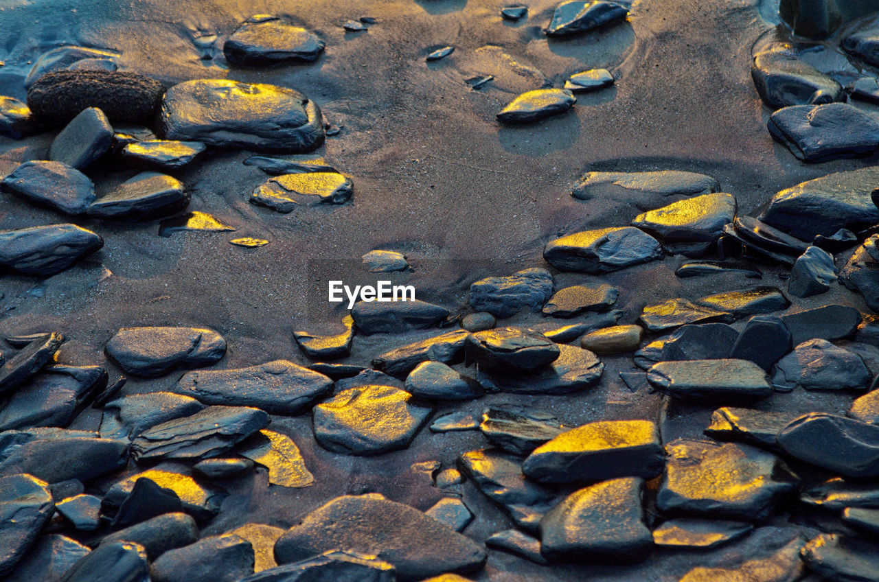 HIGH ANGLE VIEW OF YELLOW CRAB ON GROUND