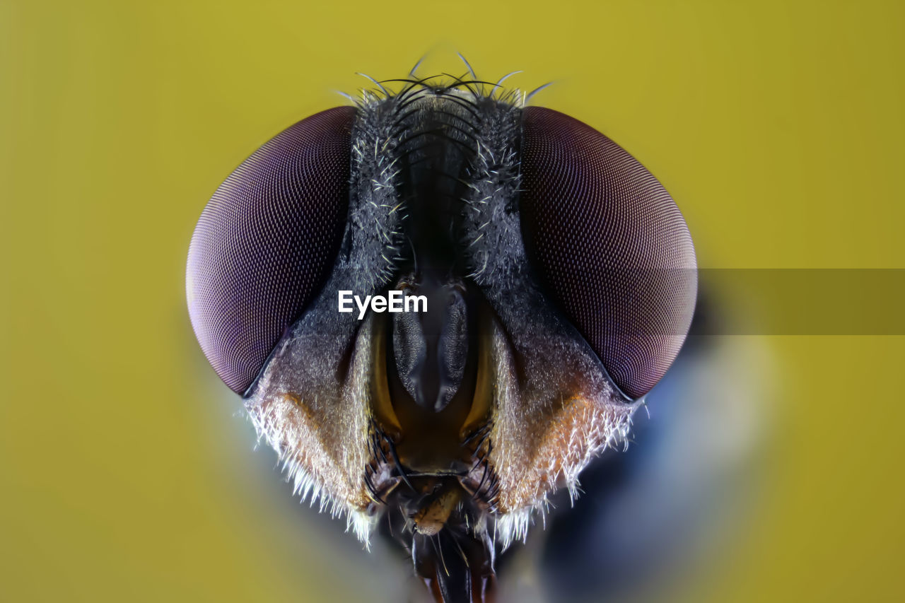 CLOSE-UP OF A FLY