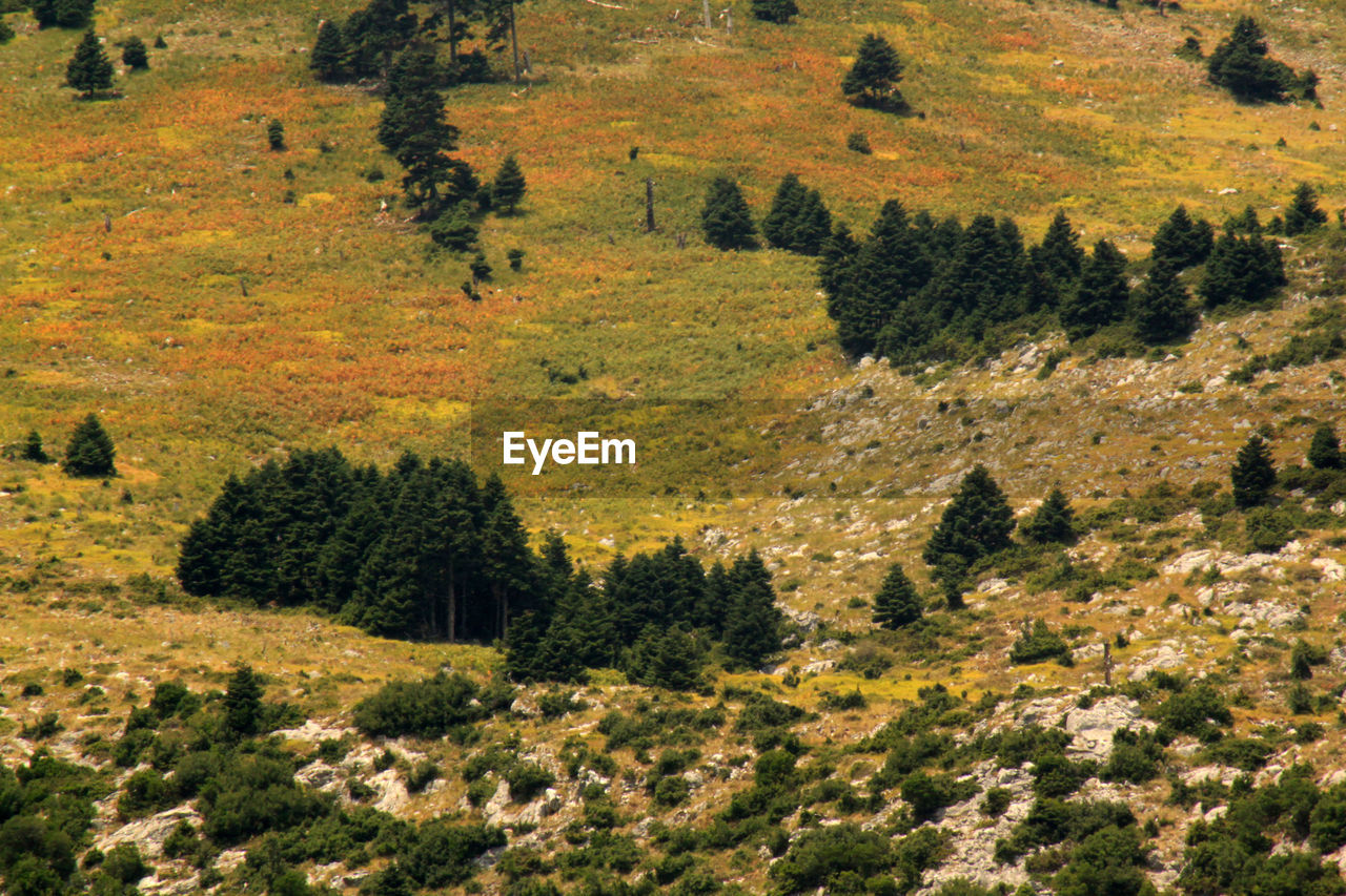 High angle view of trees on landscape during autumn