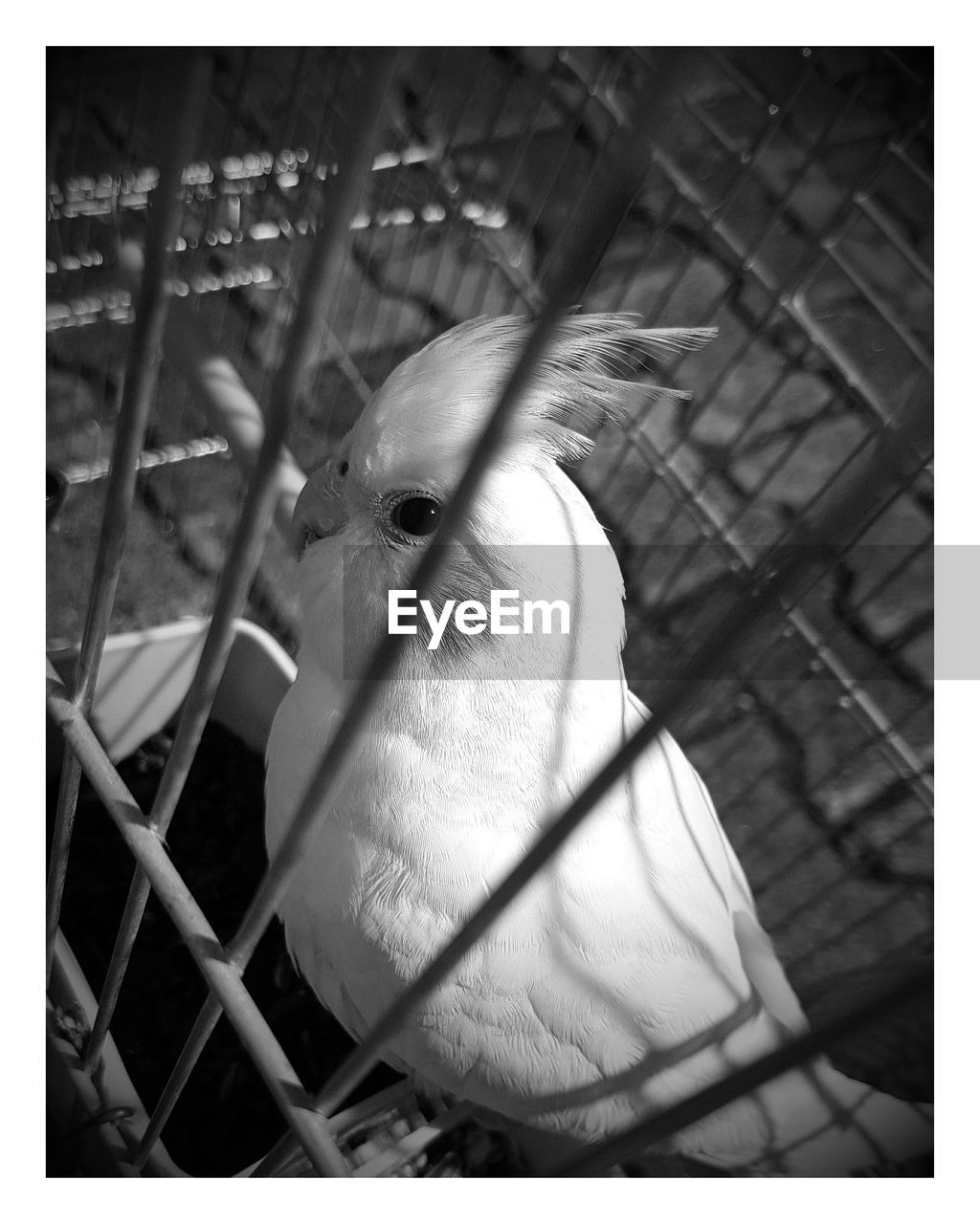 CLOSE-UP OF SPARROW PERCHING IN CAGE