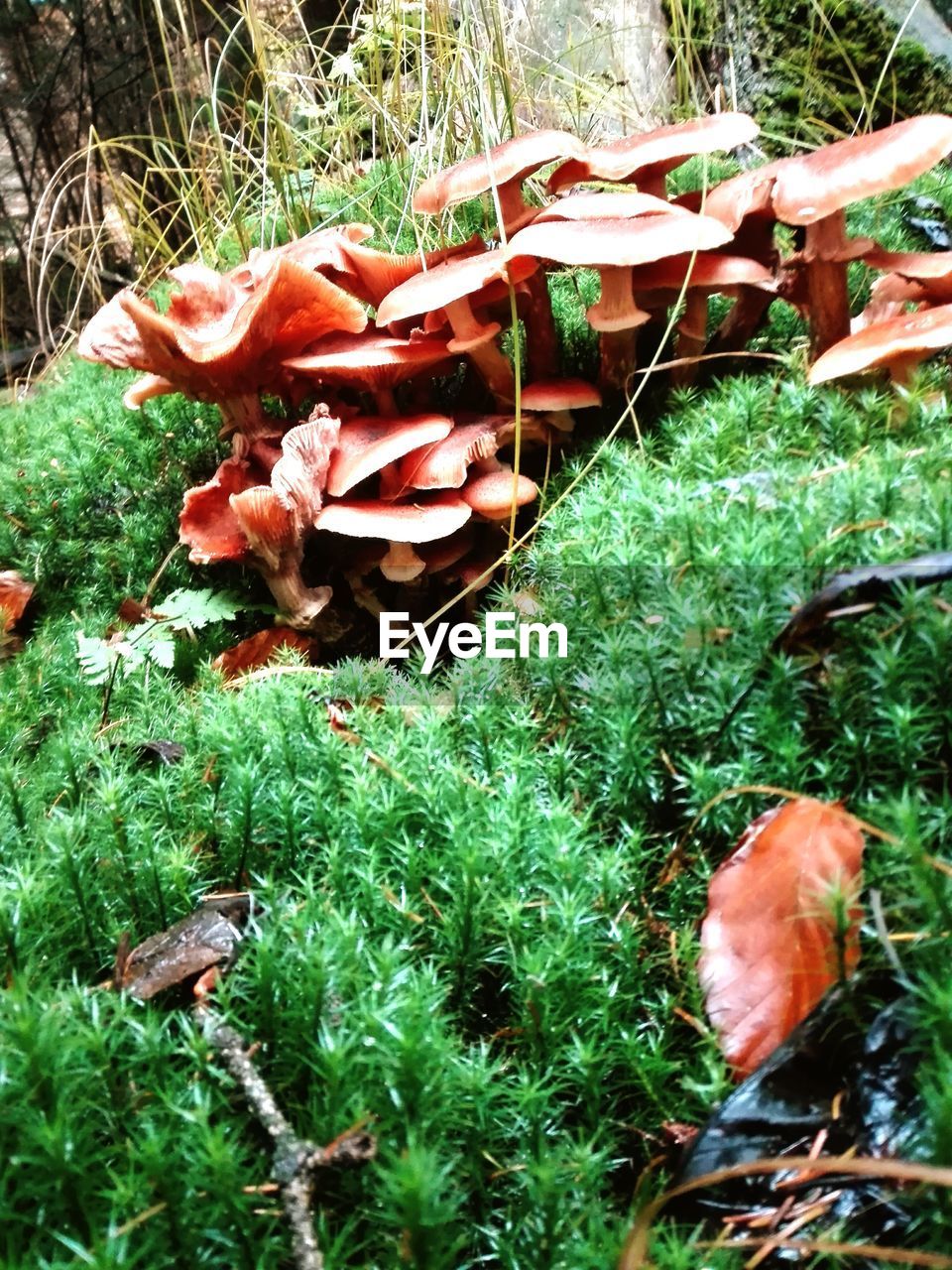 CLOSE-UP OF MUSHROOMS GROWING ON FIELD IN FOREST