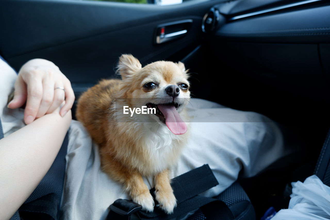 Dog lying in car