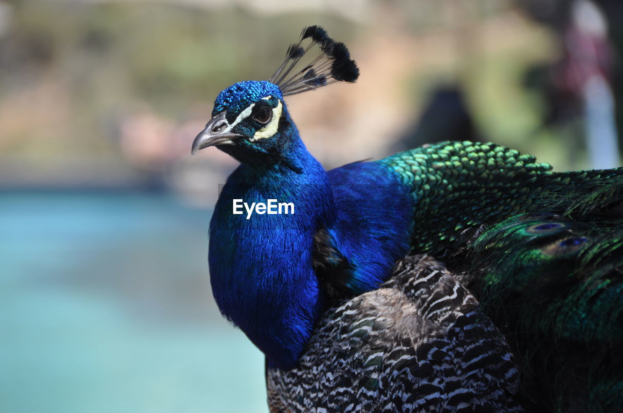 Close-up of peacock