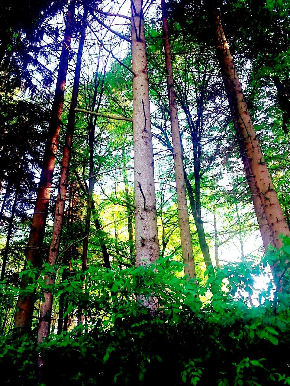 Low angle view of trees in forest