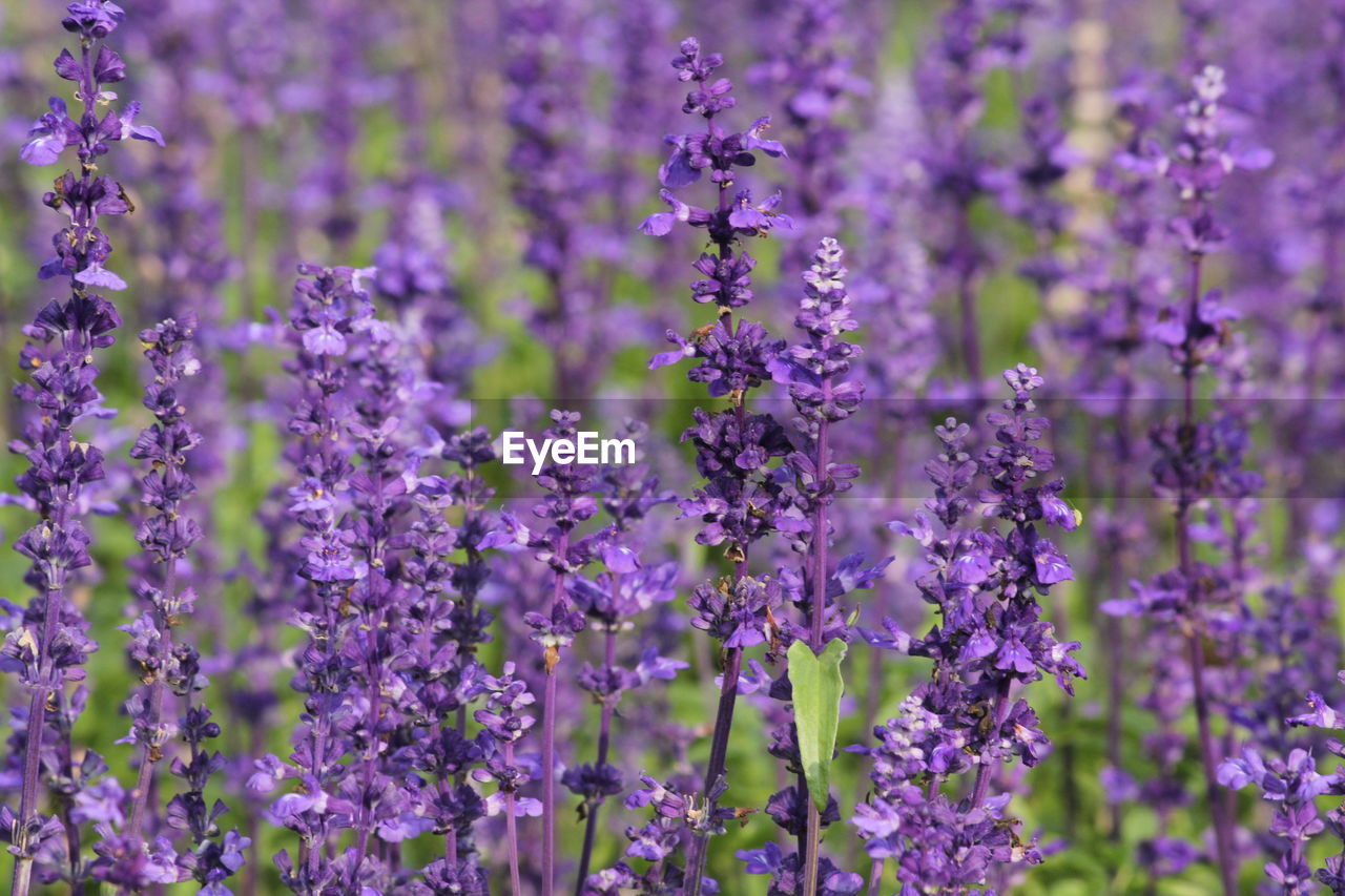 Close-up of purple flowers