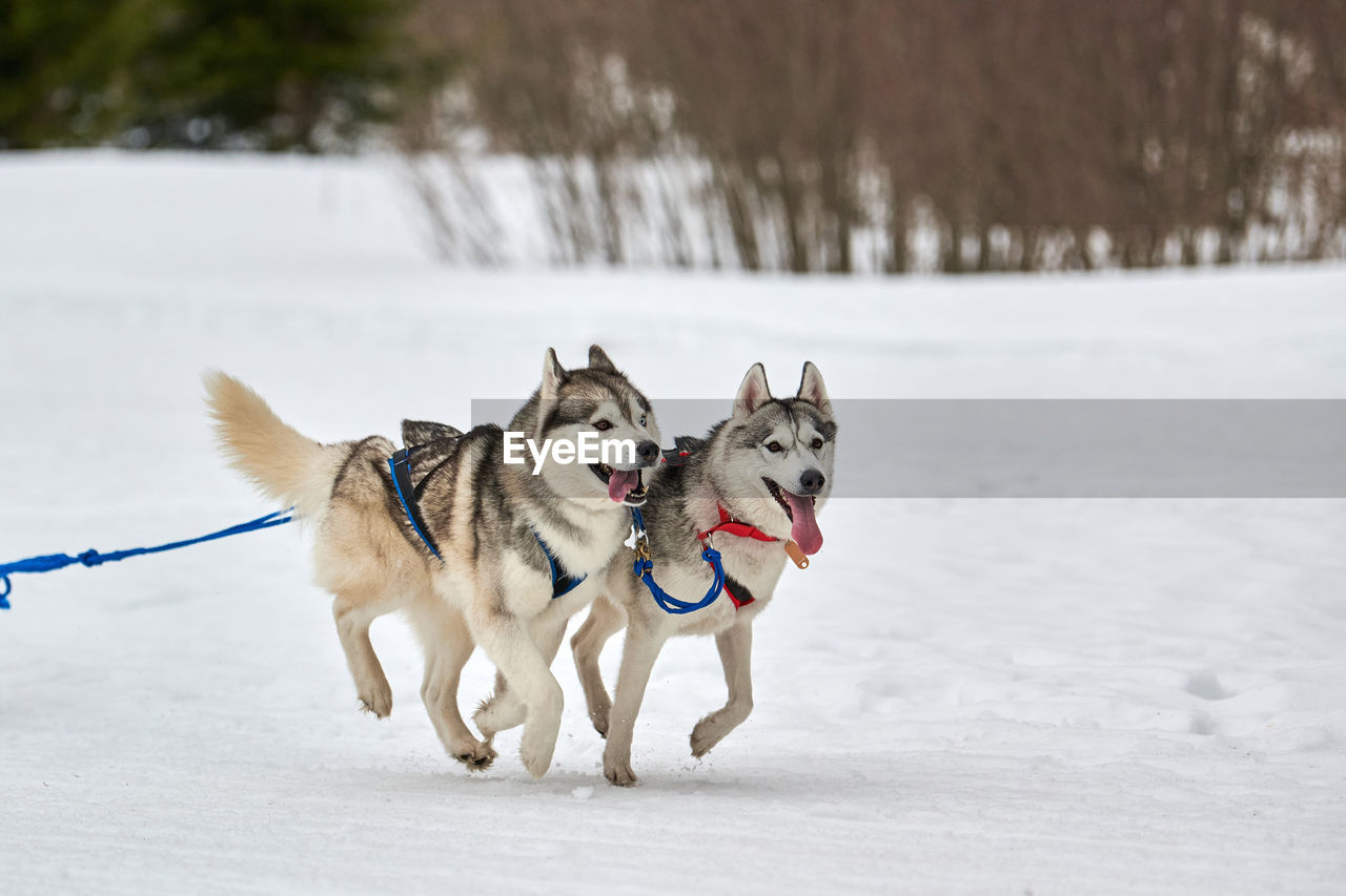 Running husky dog on sled dog racing. winter dog sport sled team competition. husky dog in harness