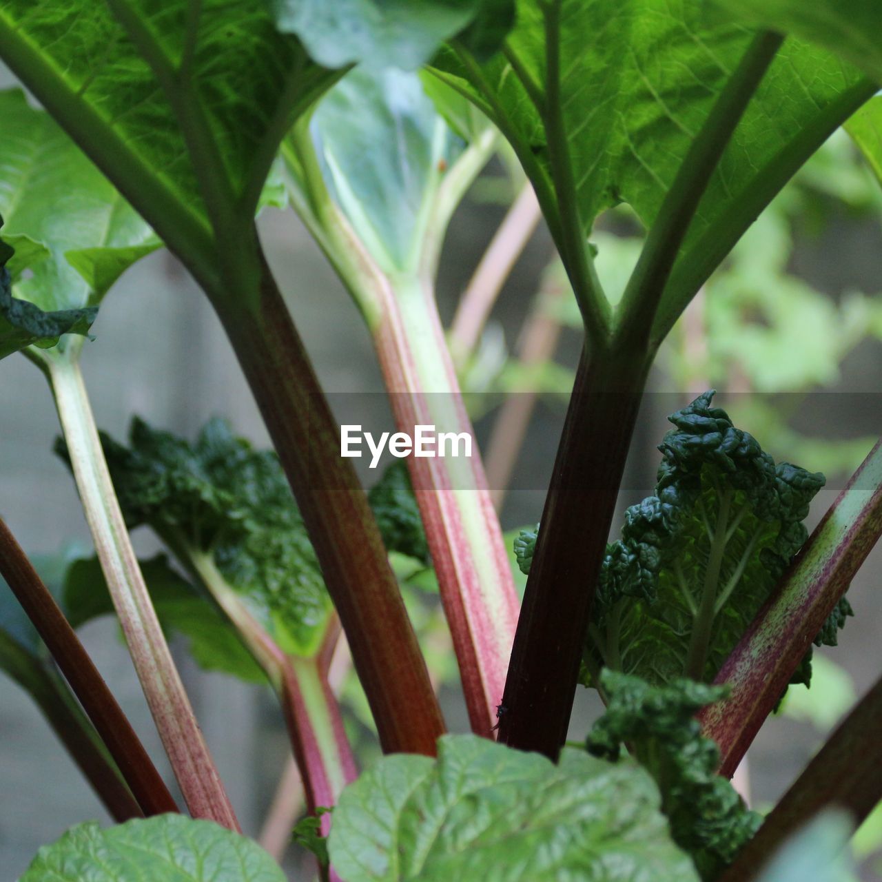 CLOSE-UP OF FRESH POTTED PLANTS