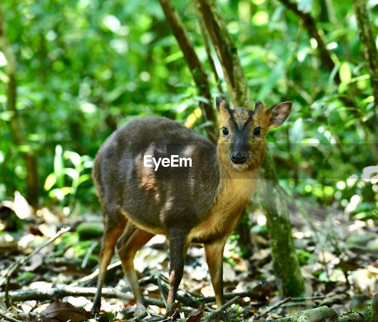 PORTRAIT OF DEER ON FIELD