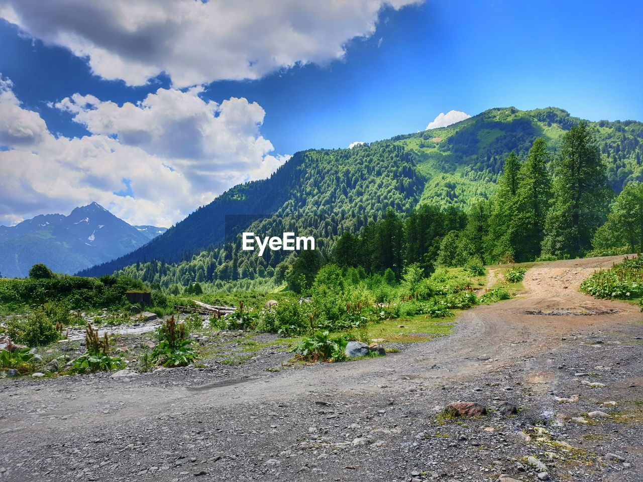 SCENIC VIEW OF ROAD AMIDST TREES AGAINST SKY