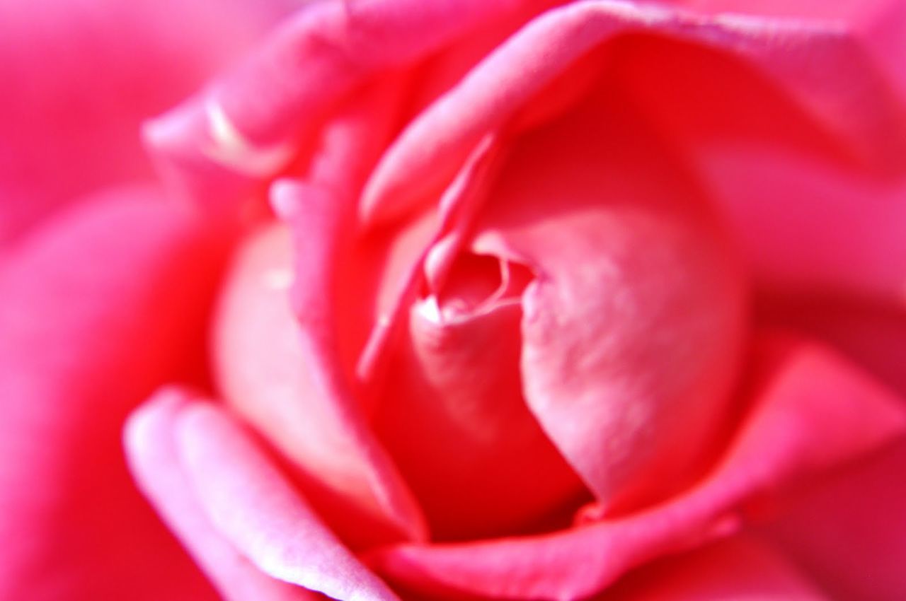 Macro shot of pink rose