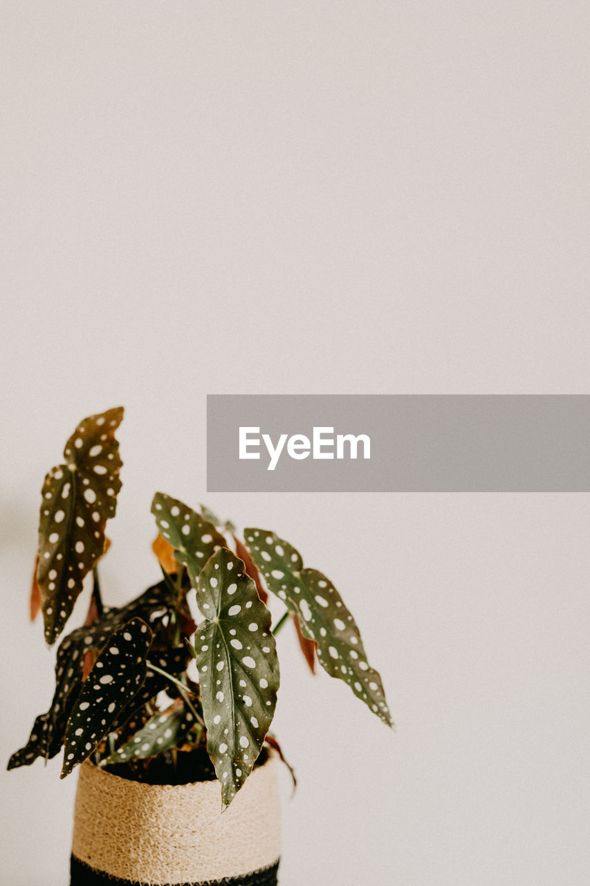 Close-up of plant against white background