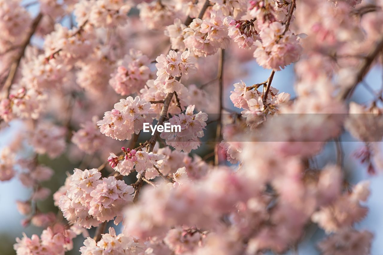 CLOSE-UP OF PINK CHERRY BLOSSOM