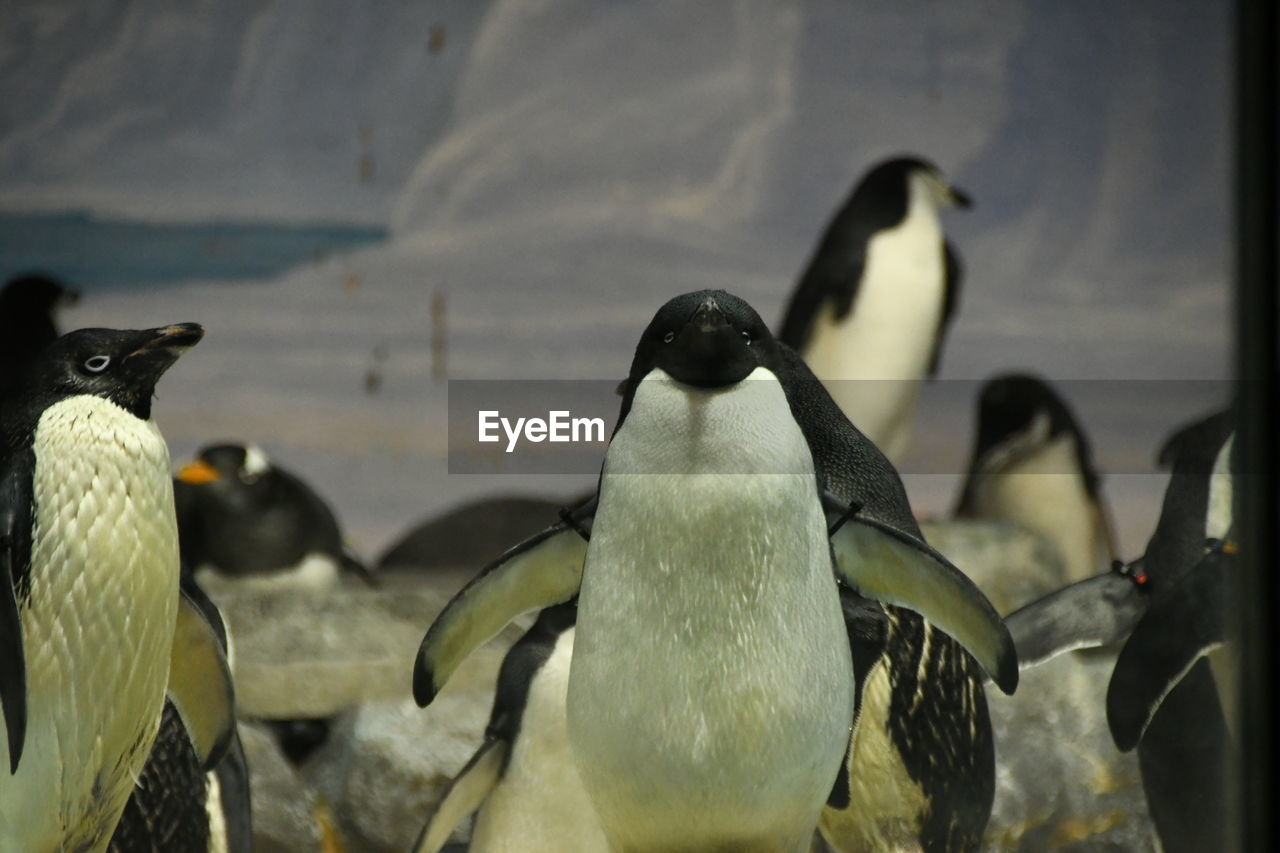 bird, animal themes, animal, penguin, group of animals, animal wildlife, wildlife, beak, king penguin, nature, no people, colony, large group of animals, water, togetherness, cold temperature, outdoors, focus on foreground, day, sea, snow