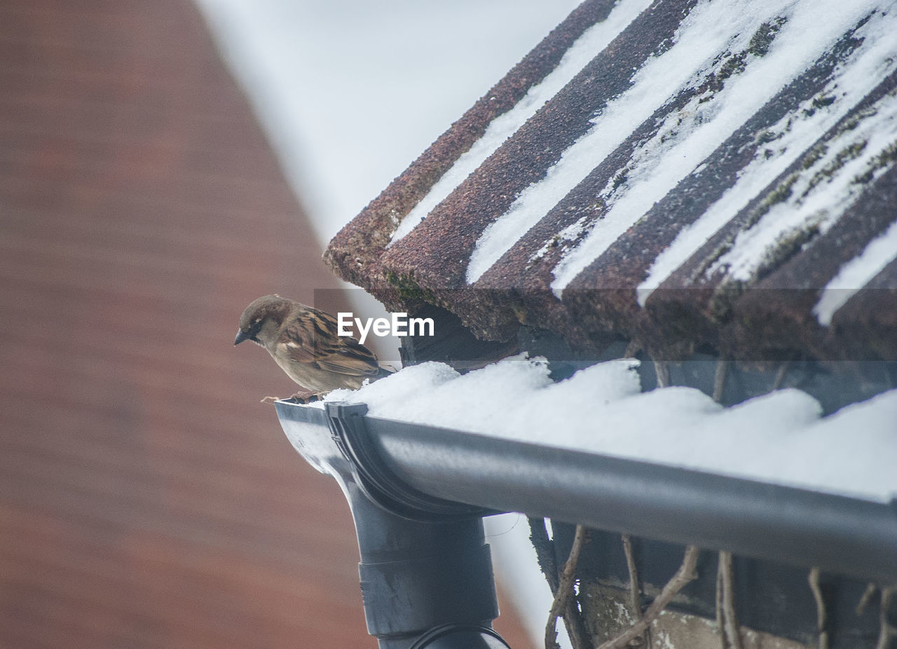 CLOSE-UP OF BIRD PERCHING ON SNOW COVERED