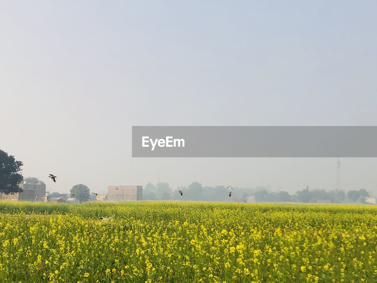 SCENIC VIEW OF OILSEED RAPE FIELD
